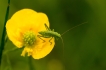 Insectes