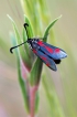 Insectes