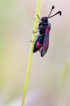 Insectes