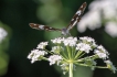 Insectes
