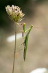 Insectes