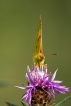 Insectes
