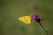 Insectes