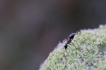 Insectes