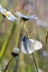 Insectes