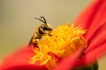 Photo nature