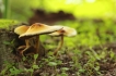 Photo nature