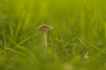 Photo nature