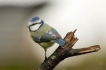 Mammifères Mésange bleue (Cyanistes caeruleus)