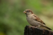 Oiseaux Moineau domestique (Passer domesticus)