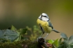 Oiseaux Mésange bleue (Cyanistes caeruleus)