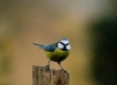 Oiseaux Mésange bleue (Cyanistes caeruleus)