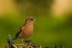 Oiseaux Pinson des arbres (Fringilla coelebs)