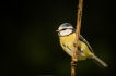 Oiseaux Mésange bleue (Cyanistes caeruleus)