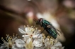 Insectes