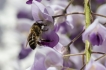 Insectes