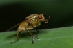 Insectes