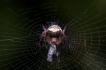  Epeire diadème (Araneus diadematus)