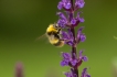Insectes