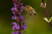 Insectes