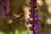 Insectes