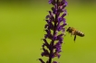 Insectes