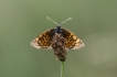 Photo nature