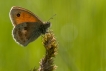 Insectes
