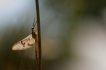 Insectes