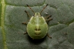 Insectes