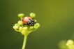 Insectes Coccinelle à 7 points (Coccinella septempunctata)