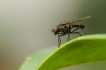 Insectes
