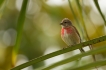 Oiseaux Linotte mélodieuse (Linaria cannabina)