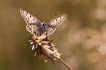 Photo nature