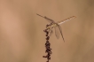 Photo nature