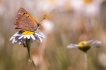 Photo nature