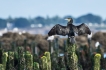 Oiseaux Grand Cormoran ou Cormoran commun (Phalacrocorax carbo)
