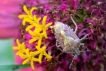 Insectes