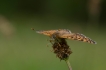 Insectes Mélitée