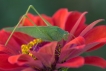 Photo nature