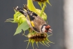 Oiseaux Chardonneret élégant (Carduelis carduelis)