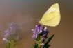 Photo nature