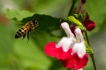 Insectes Abeille