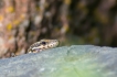 Photo nature