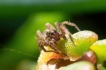 Photo nature