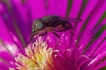 Photo nature