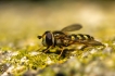 Photo nature