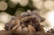 Photo nature