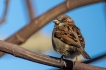 Oiseaux Moineau domestique (Passer domesticus)