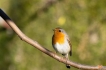 Oiseaux Rougegorge familier (Erithacus rubecula)